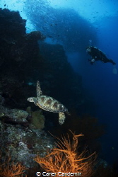 Sea Turtle and diver on Reef by Caner Candemir 